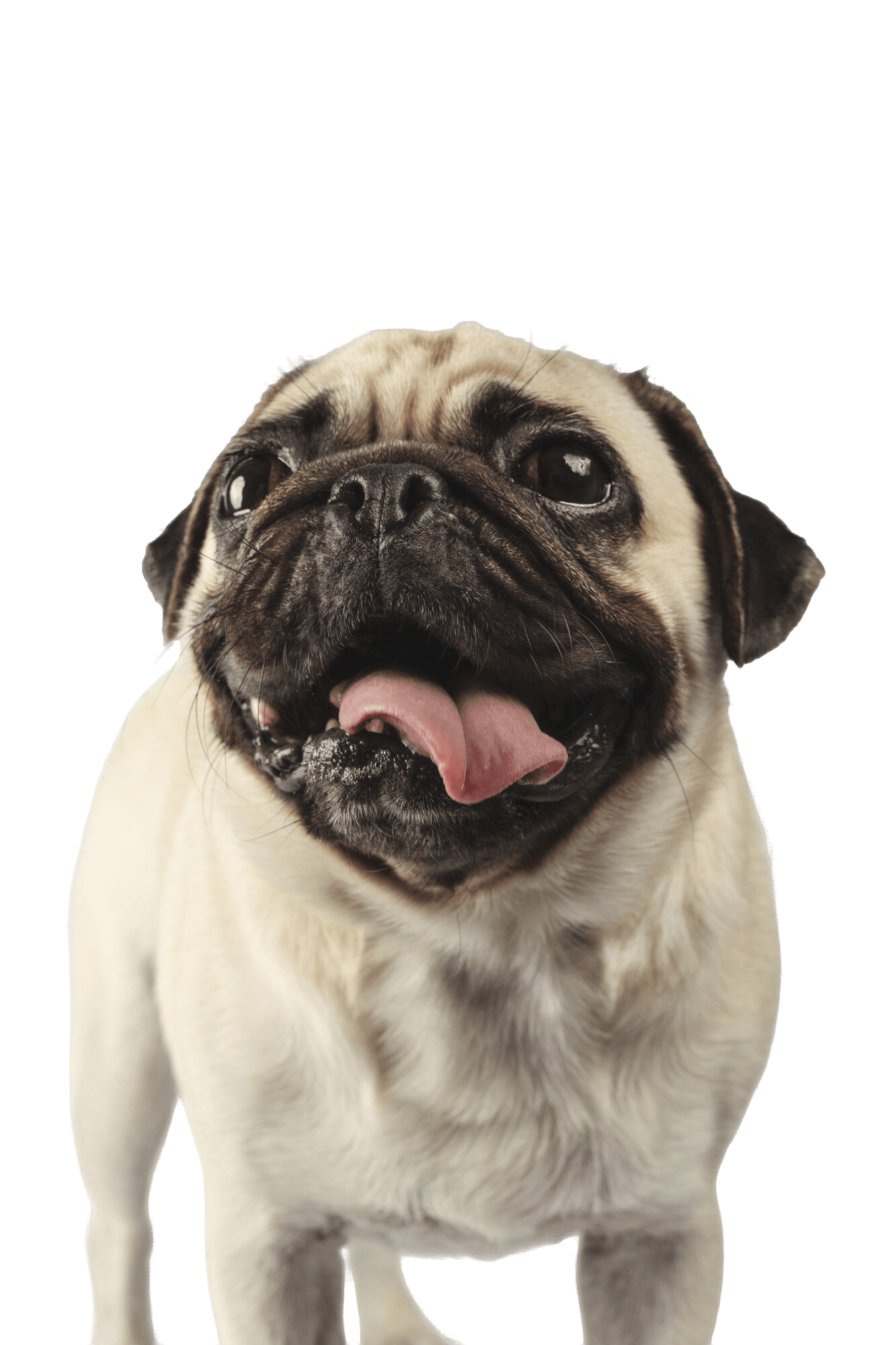 4 dogs pug